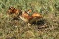 Old stinking Brittlegill. Conditionally edible mushroom known as the stinking russula Royalty Free Stock Photo