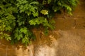 Old stone brick wall with green leafy plant Royalty Free Stock Photo