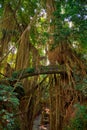 Old stone bridge in the deep jungle forest Royalty Free Stock Photo