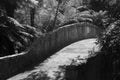 Old stone bridge surrounded by ferns and other plants. Black and white