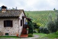 Old stone ceramic roof one floor farmhouse in Toscana Italy.Rainy cloudy autumn day.Huge wineyard with harvest and olive trees in