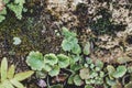 Old stone decorated with green and leaves and moss Royalty Free Stock Photo