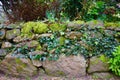 Old Stone Dry Wall Covered in Green Vines and Moss in Garden Royalty Free Stock Photo