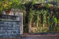 Old stone fence covered with vines. Cozy shady old courtyard with dense vegetation