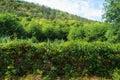 An old stone fence overgrown with plants and bushes in the village, a forest on a hill and wild grass, a beautiful summer