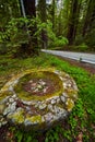 Old stone firepit in field of clovers by road and Redwoods forest