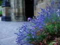 Old stone gothic church door with lavender growing Royalty Free Stock Photo