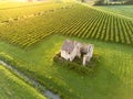 Old stone house ruin in Italian countryside by agricultural vineyard field in summer sunset Royalty Free Stock Photo