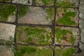 Old stone path in the moss after the rain, selective focus Royalty Free Stock Photo