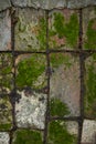 Old stone path in the moss after the rain, selective focus Royalty Free Stock Photo
