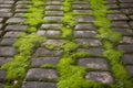 Old stone pavement texture. Cobbles closeup with green grass in the seams. Generative AI.