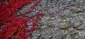 Old stone rock wall with red autumn leaves Royalty Free Stock Photo