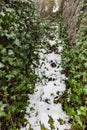 Old stone stairs overgrown with ivy and covered with snow Royalty Free Stock Photo