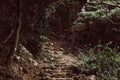 Stone stairs up to the hill in the dark green forest. Royalty Free Stock Photo