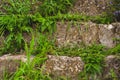 Old stone steps overgrown with grass and moss Royalty Free Stock Photo