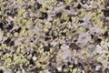 Old stone texture background mountaine rock surface with lichen