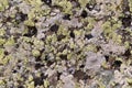 Old stone texture background mountaine rock surface with lichen