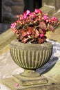 Old stone vase with pink flowers Royalty Free Stock Photo