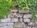 Old stone wall background covered with grape leaves and green ivy plants close-up. Copy space Royalty Free Stock Photo