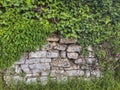 Old stone wall background covered with green grapes and ivy leaves, herbs. Copy space Royalty Free Stock Photo