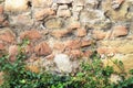 Old stone wall with climbing ivy plant Royalty Free Stock Photo