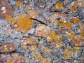 Old stone wall with colorful lichen Royalty Free Stock Photo