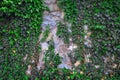 Old stone wall covered by green ivy Royalty Free Stock Photo