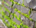 Old stone wall covered green moss Royalty Free Stock Photo