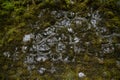 An old stone wall covered with moss and withered grass. The texture of the stone background. Royalty Free Stock Photo