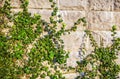Old stone wall covered vegetation. Royalty Free Stock Photo