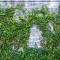 Old stone wall covered vegetation Royalty Free Stock Photo