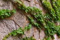 Old Stone Wall with Creeping Ivy Royalty Free Stock Photo