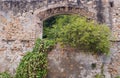 In the old stone wall empty window overgrown with plants Royalty Free Stock Photo