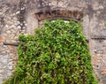 In the old stone wall empty window overgrown with plants Royalty Free Stock Photo