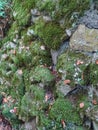 Old stone wall in a forest, covered by green moss Royalty Free Stock Photo