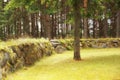 The old stone wall, grass, tree and forest Royalty Free Stock Photo