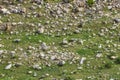 Old stone wall with green ivy texture