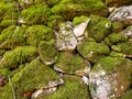 Old stone wall with green moss front view Royalty Free Stock Photo