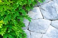Old stone wall with green plants. Natural background. Place for text Royalty Free Stock Photo