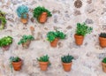 Old stone wall with hanging pots with green plants. Beige texture. Royalty Free Stock Photo