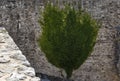 Old stone wall with ivy as background Royalty Free Stock Photo