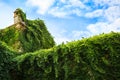 Old stone wall of medieval castle overgrown with lush ivy. Green building with plants. Royalty Free Stock Photo