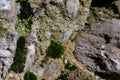 Old stone wall with moss and lichen Royalty Free Stock Photo