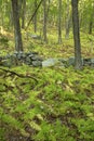 Old stone wall in open woodland of central Connecticut. Royalty Free Stock Photo