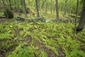 Old stone wall in open woodland of central Connecticut. Royalty Free Stock Photo