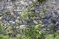 Old stone wall overgrown with ferns, grass and flowers