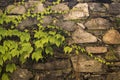 Old stone wall with poison ivy