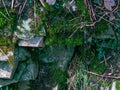 An old stone wall with coarse stones and moss and plants