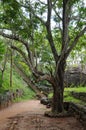 Old stone wall and stairs in the fortress of Sigiriya. Royalty Free Stock Photo