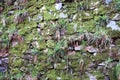 Old stone wall texture with green moss Royalty Free Stock Photo